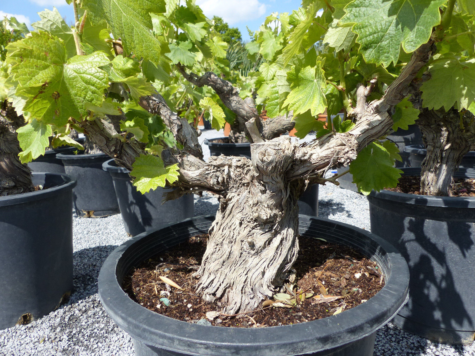 Bonsai Vitis Vinifera, Weinstock, knorrige Weinrebe, Weintraube, rote