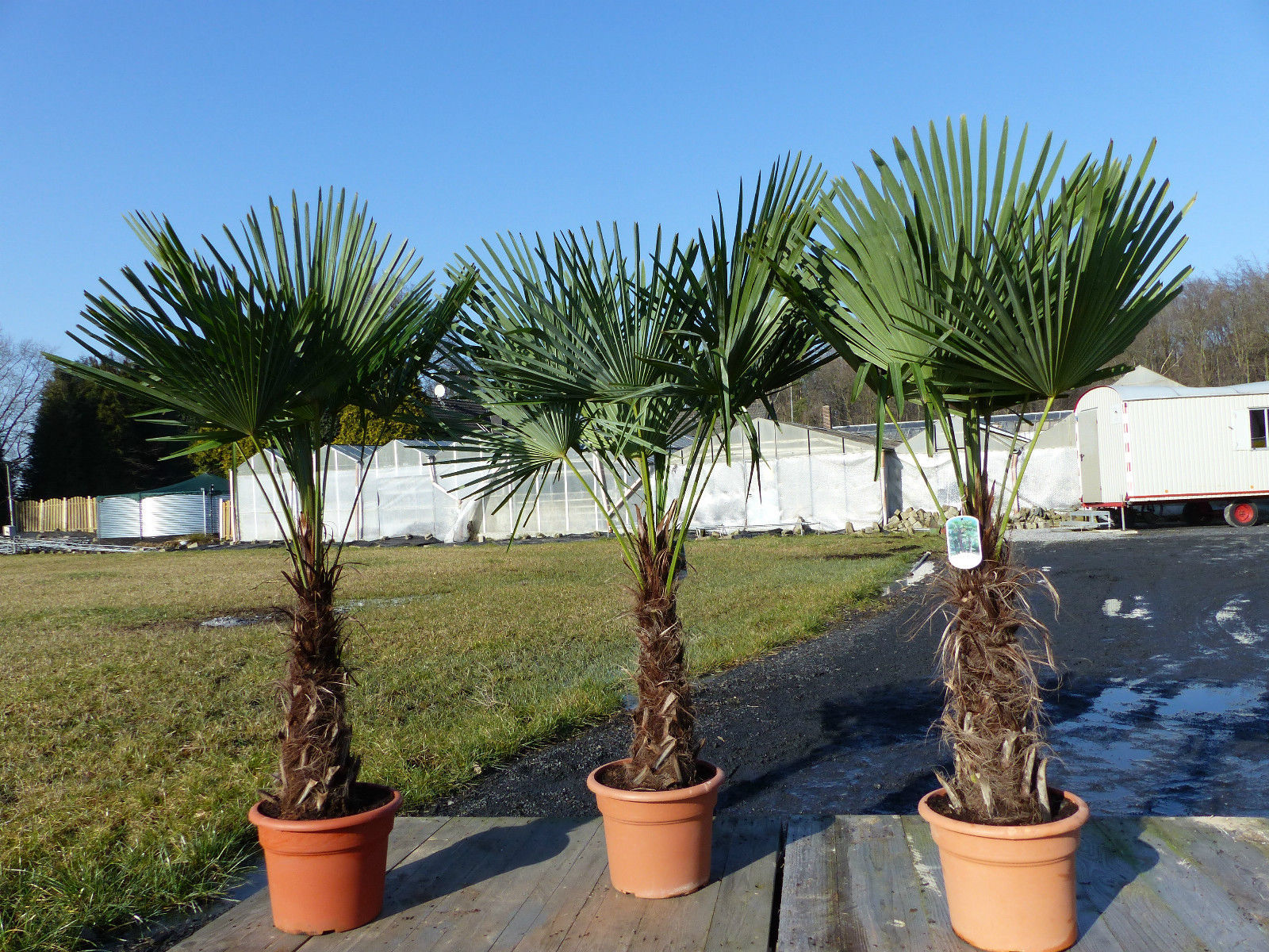 XXL Palme winterhart 180 cm,Trachycarpus fortunei, Hanfpalme, Stamm 40