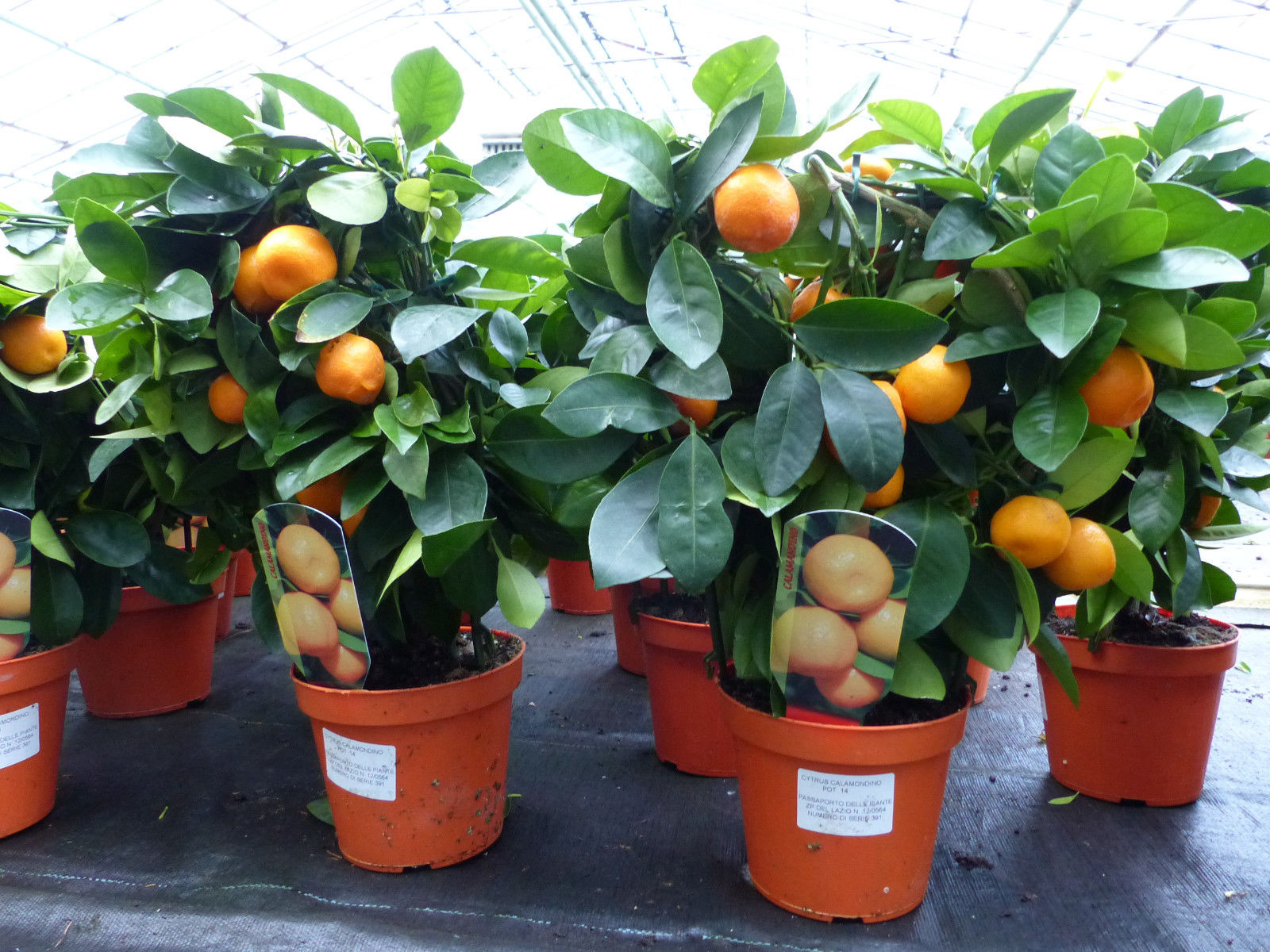 Calamondin Citrus Mitis Comestible Recette / Calamondin BIO Busch