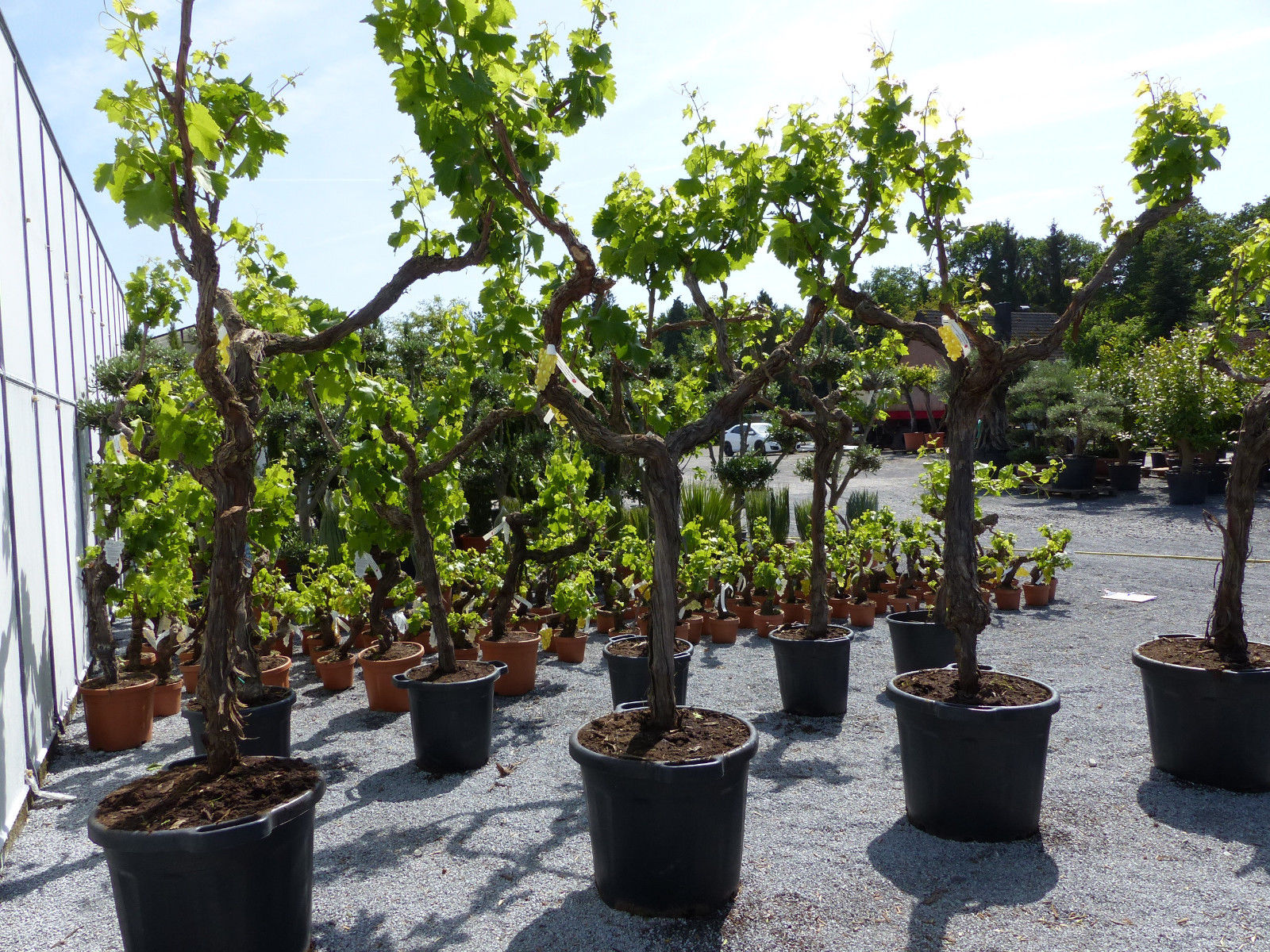 knorrige Weinrebe Weinstock Weintraube, Vitis Vinifera "Italia" 210