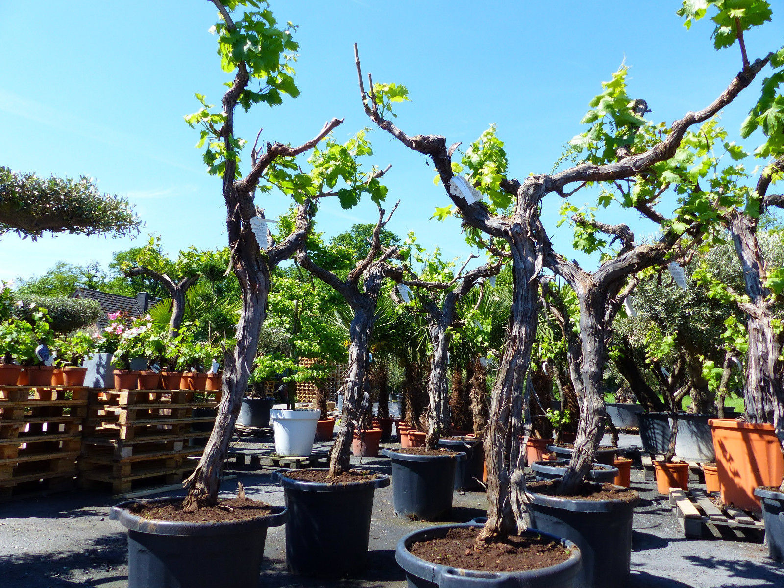 knorrige Weinrebe Weinstock Weintraube, Vitis Vinifera "Italia" 190