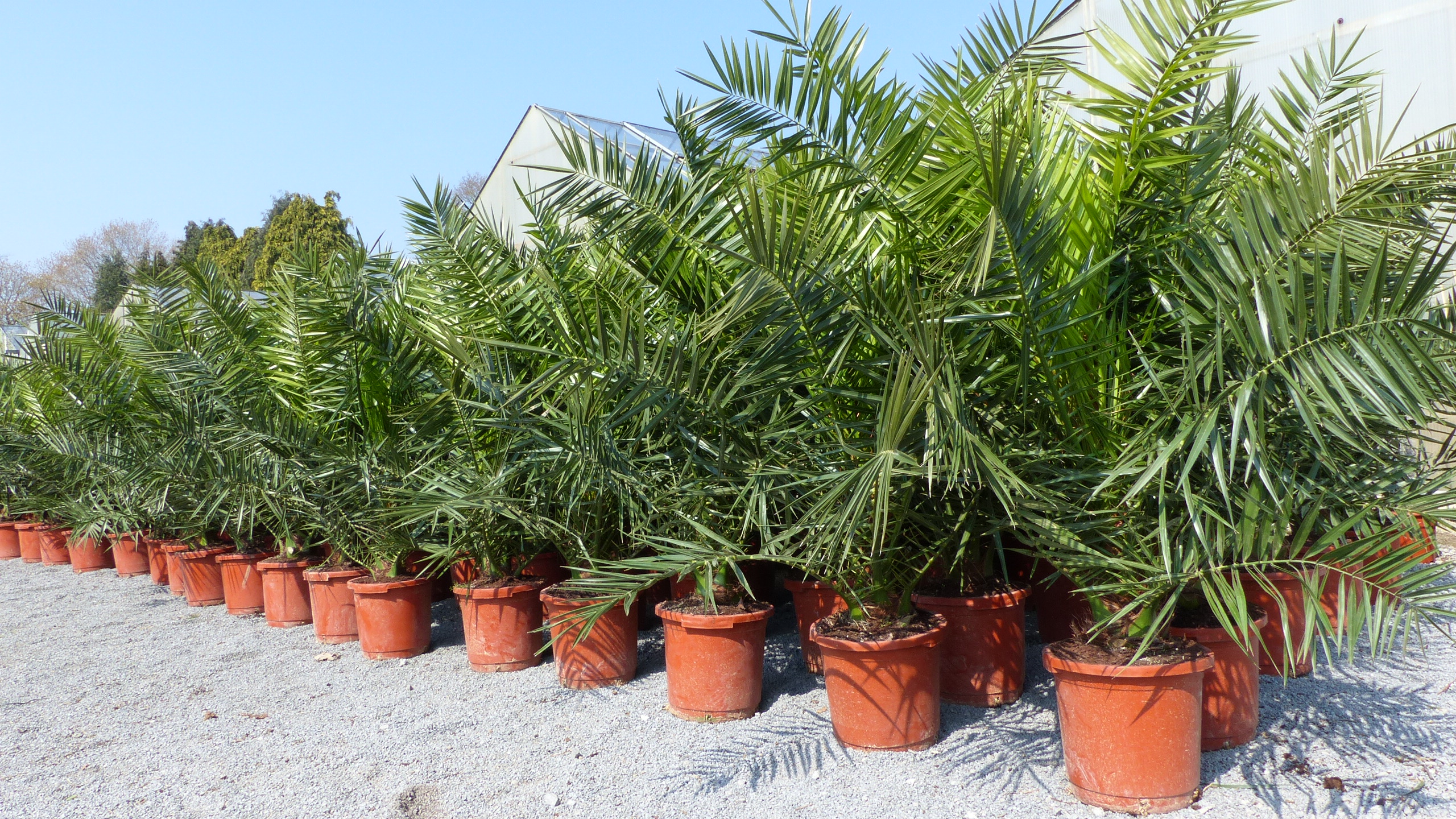 Palme XXL 180 cm Phoenix canariensis, kanarische Dattelpalme