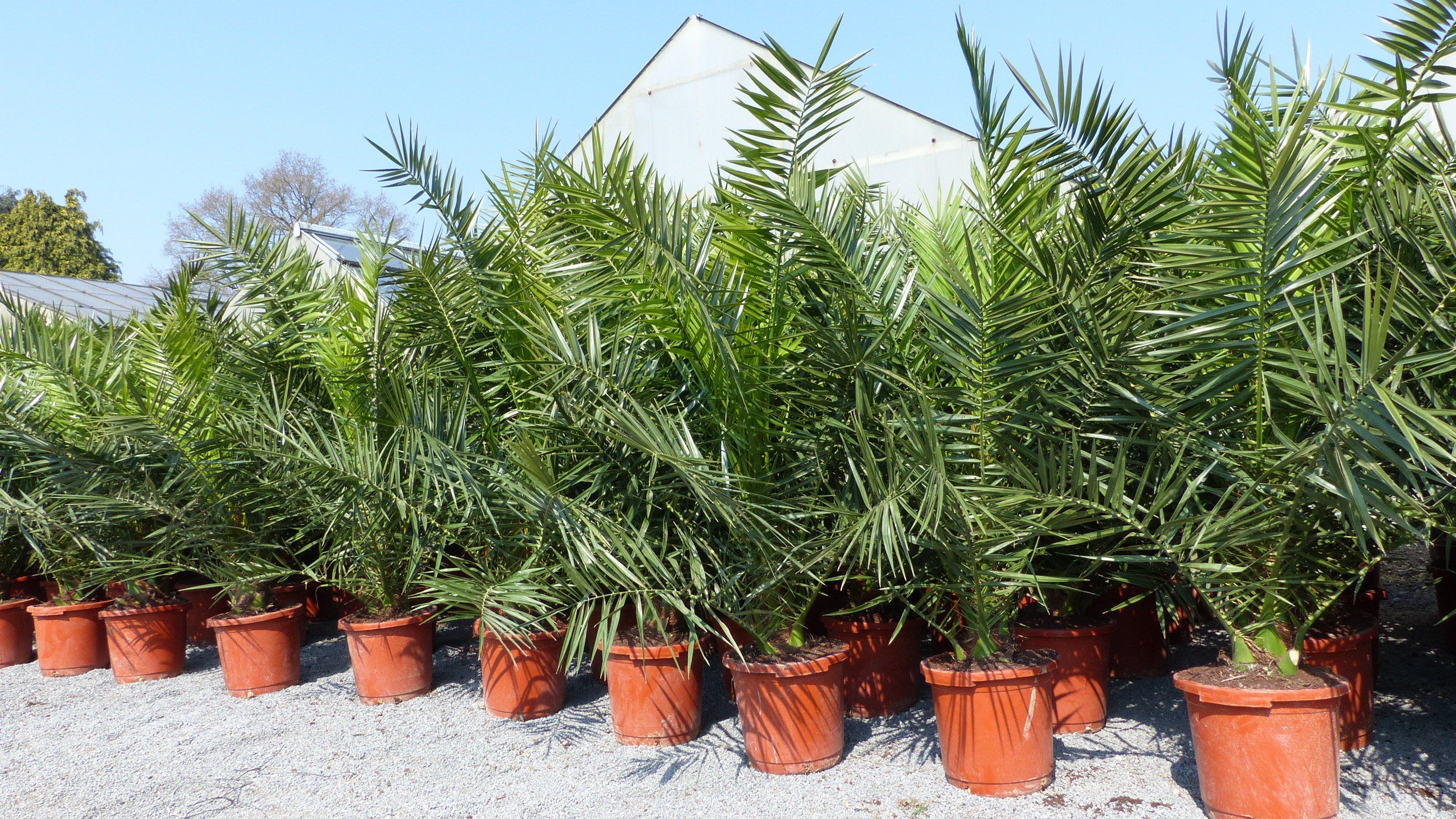 Palme XXL 180 cm Phoenix canariensis, kanarische Dattelpalme