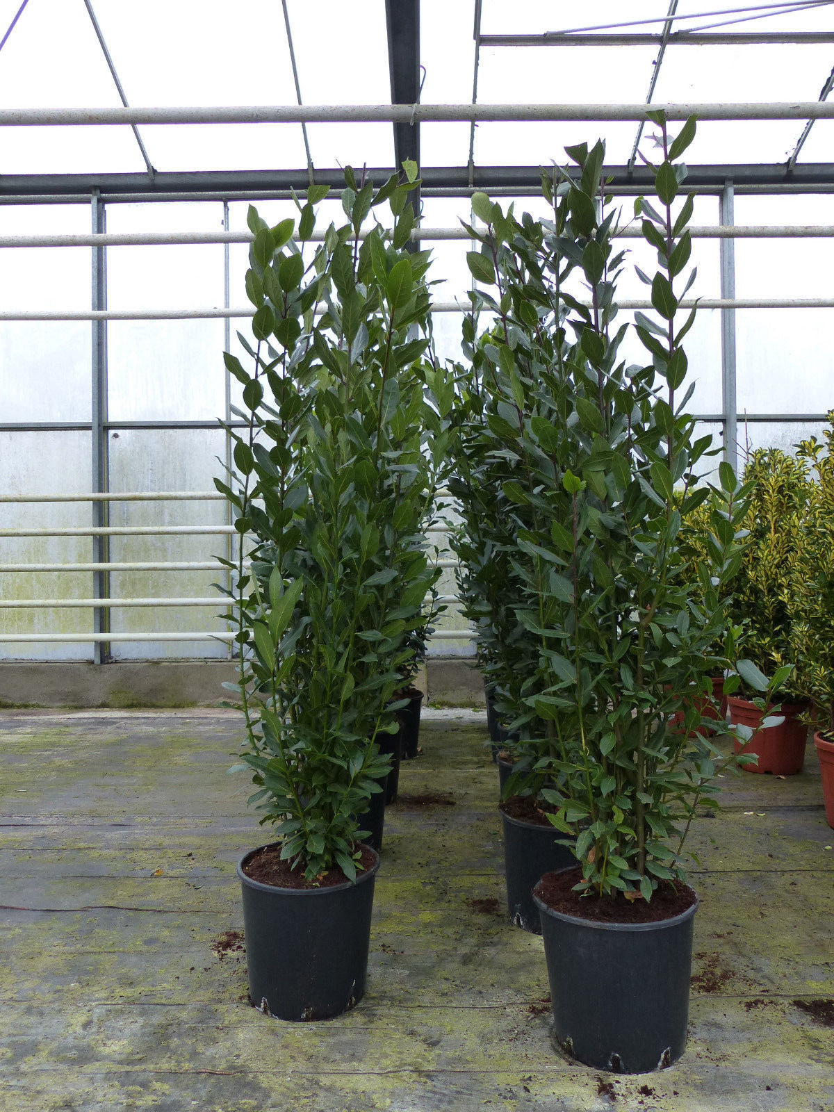 Gewürzlorbeer Laurus nobilis 200 cm, echter Lorbeer Kräuter Pflanze Kräuterküche | eBay