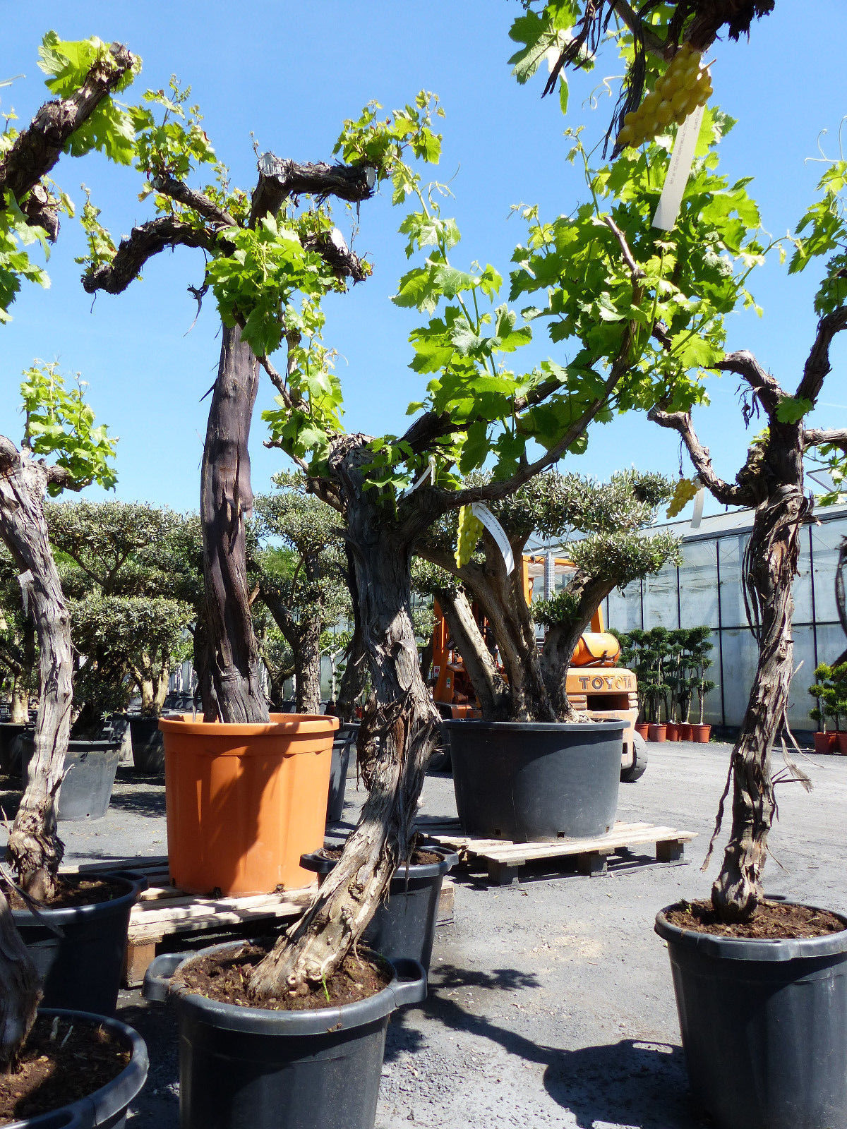 knorrige Weinrebe Weinstock 180220 cm Weintraube, Vitis Vinifera