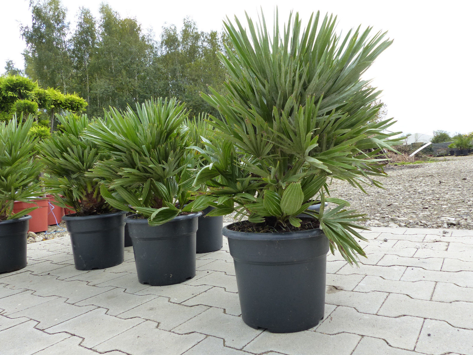 Palme Vulcano 60 cm Zwergpalme Chamaerops Humilis, winterhart bis 12°C
