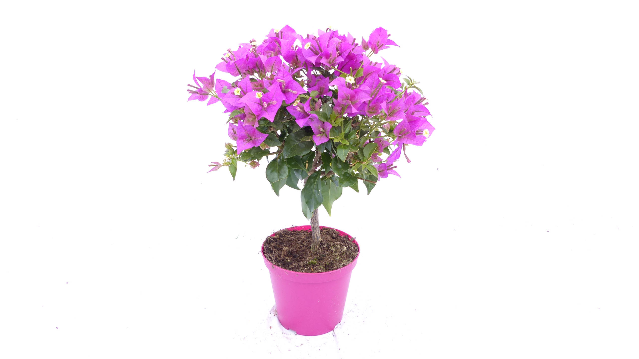Bougainvillea glabra "Alexandra" Stamm 50 cm, purpurviolett