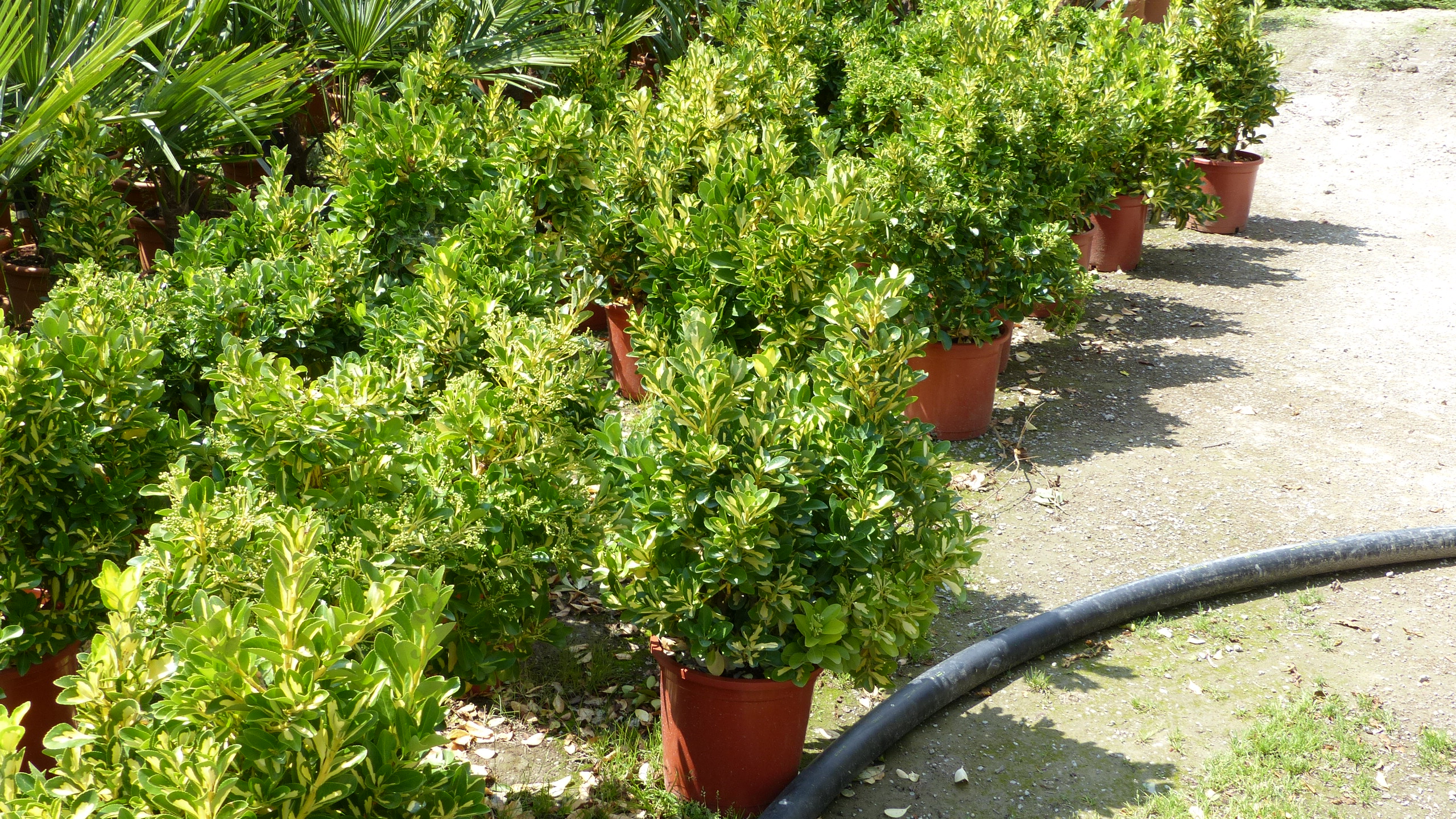 Japanischer Spindelstrauch Gold Queen Euonymus Japonicus Winterhart Heckenpflanze Jh Grunwaren