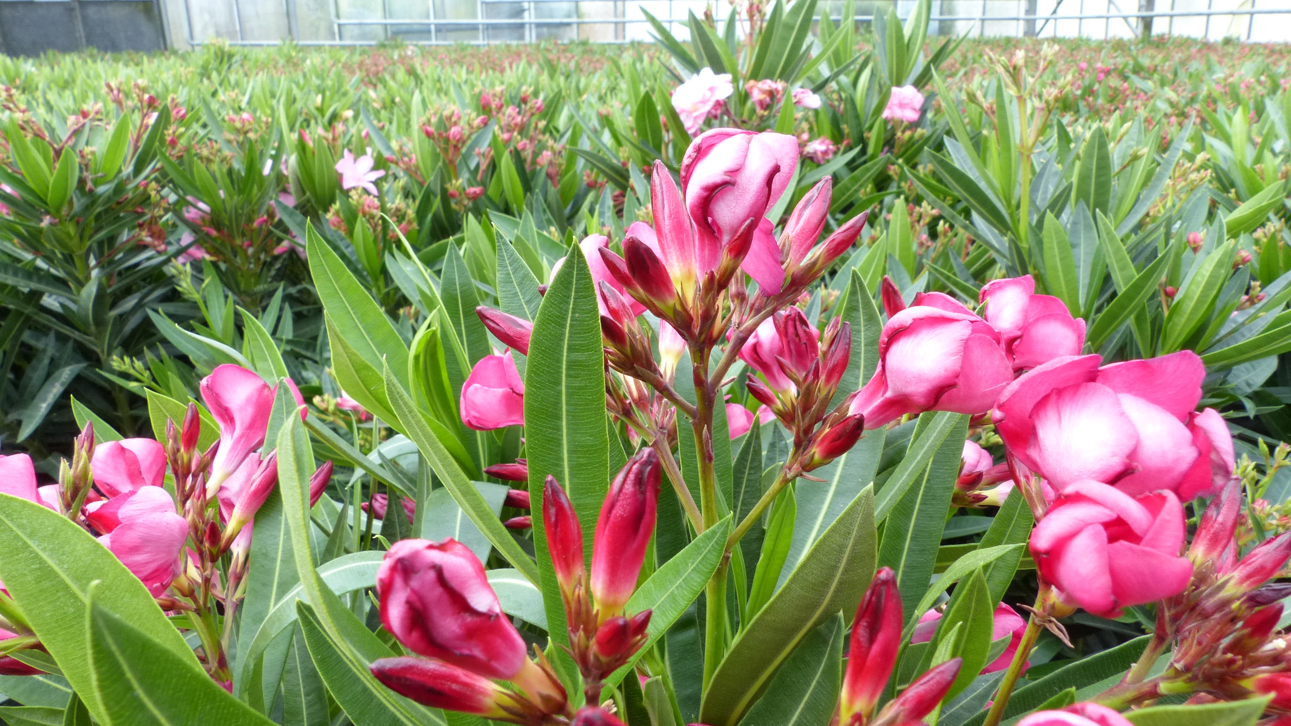 Oleander Busch Nerium Rosenlorbeer Premium rot, rosa oder weiß (30-35