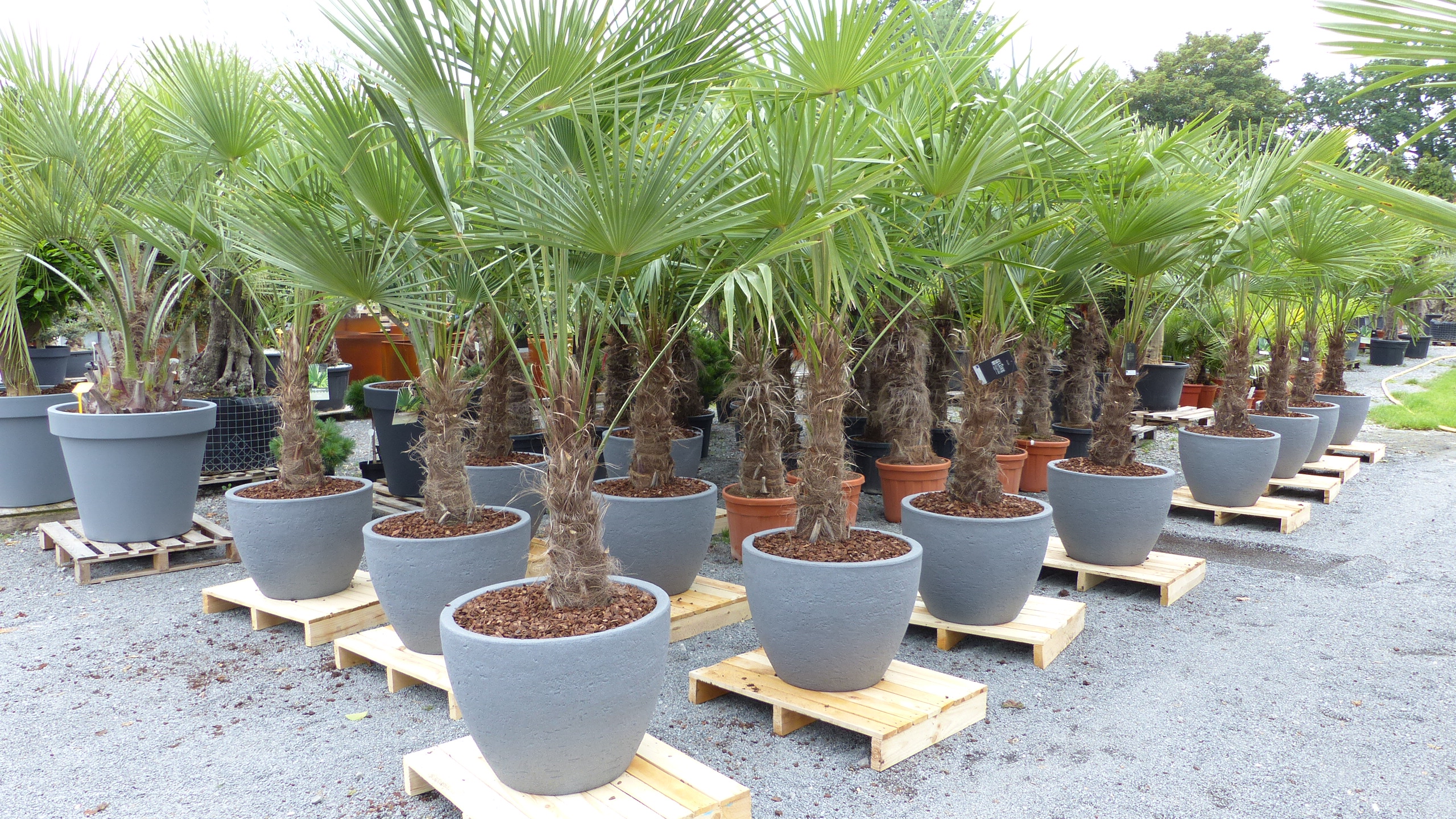 Xxl Palme Winterhart Inkl Pflanzkubel 200 230 Cm Trachycarpus