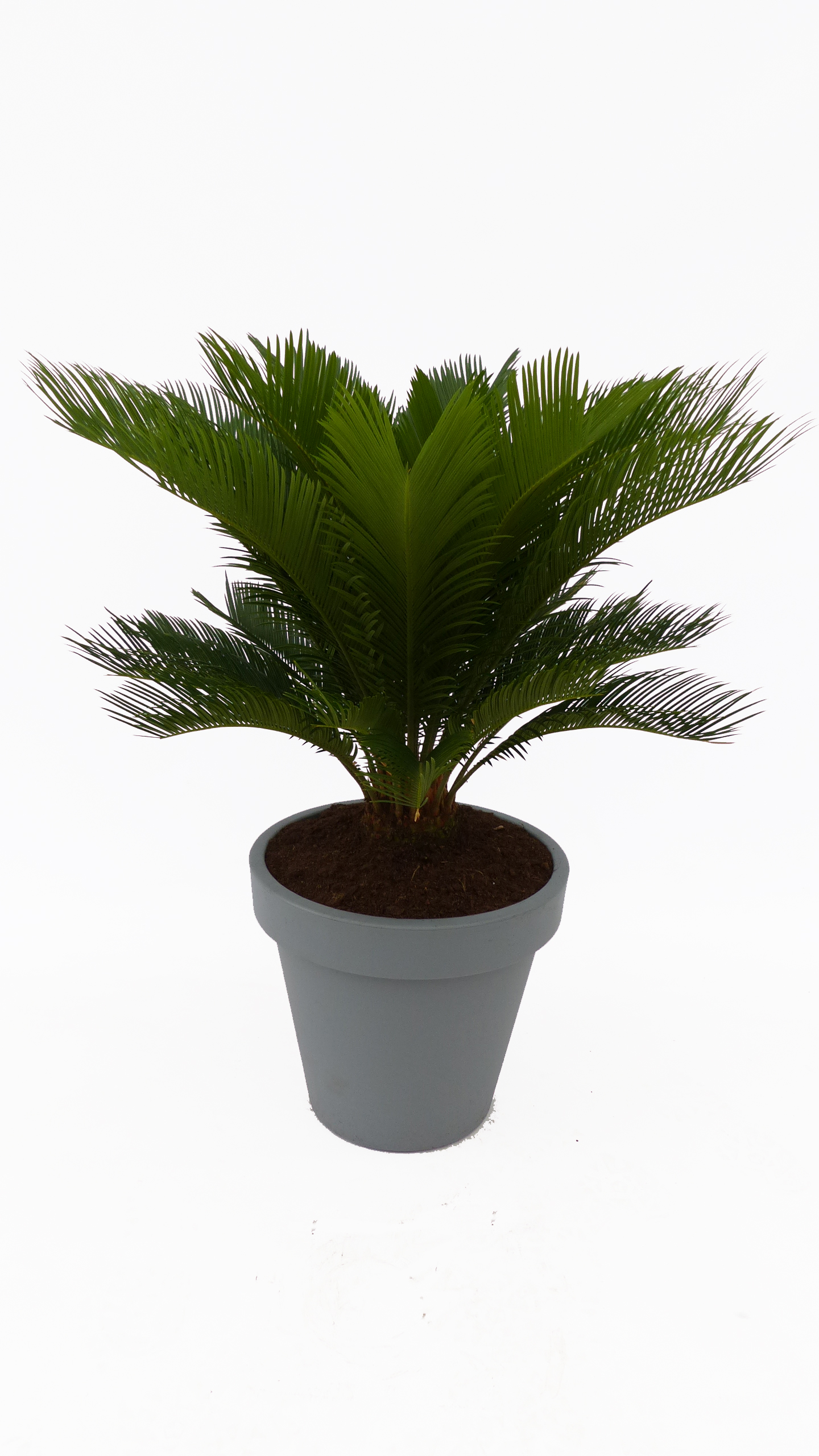 Innen Aussen Palmfarn E K Kubel Grau 90 110cm Cycas Revoluta Sagopalme Palme Garten Balkonpflanzen Somaaktuel Garten