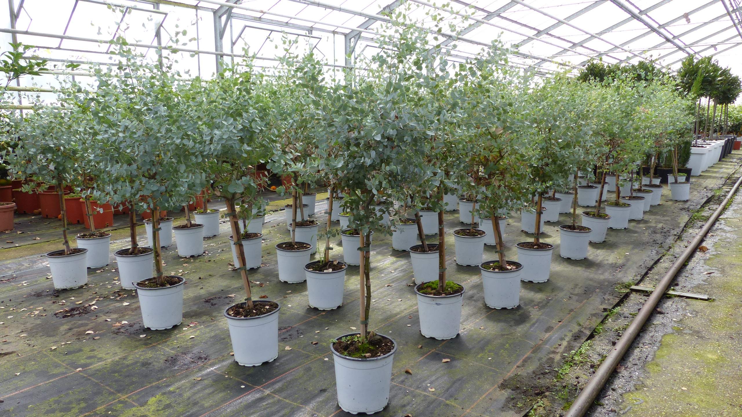 Eucalyptus "Gunny" Stamm Eukalyptusbaum, 100120 cm, Pflanze winterhart