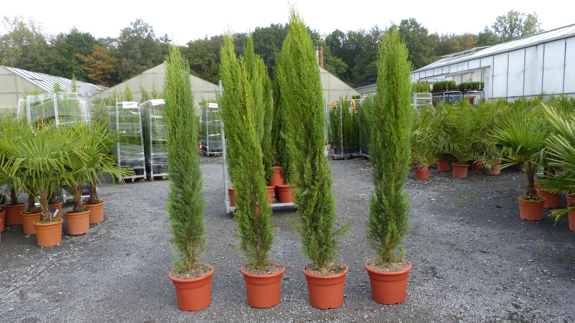 3x Totem 190-200 cm Toskana Zypresse Mittelmeerzypresse Säule