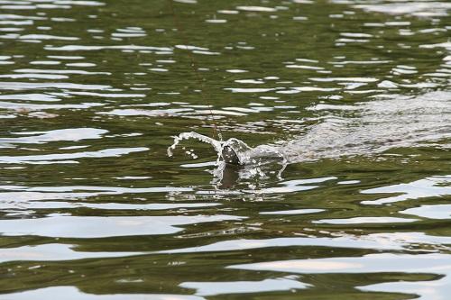 Spinnfischen auf Waller